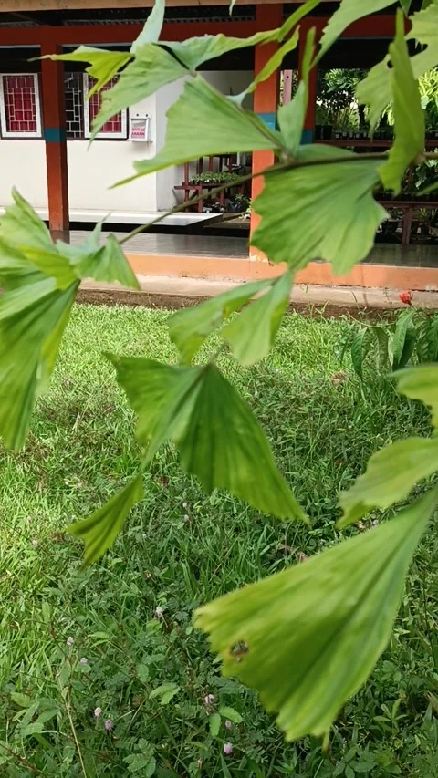 Plants moving in the wind Stock Footage 240638624