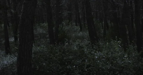 Plants moving in the wind in a forest during the night Stock Footage 146140587