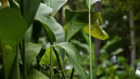 Plants moving in the wind as it starts to rain Vídeo Stock 266317900