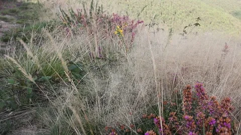 Plants moving with the wind in the mountains during spring Stock Footage 270232896