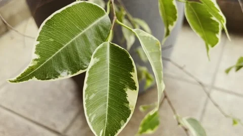Plants moving in the wind in slowmotion Stock Footage 266838342