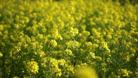 Plants of mustard swaying in the wind 스톡 동영상 76636749
