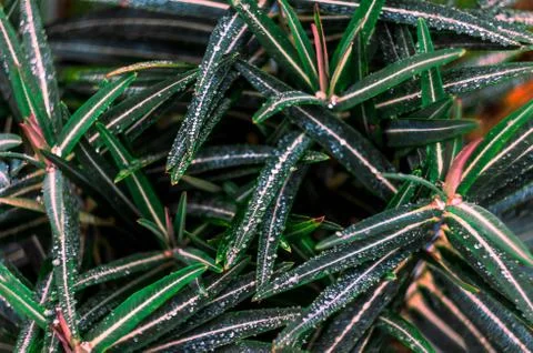 Plants in the nature Stock Photos
