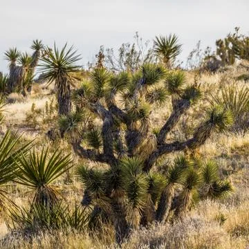 Plants of Nevada desert Stock Photos