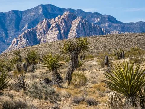 Plants of Nevada desert Stock Photos