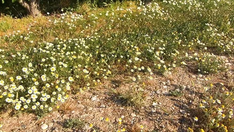 Plants next to fruit trees in a rural area. Видео 108585531