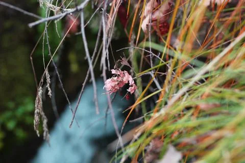 Plants next to a river Fotos Stock