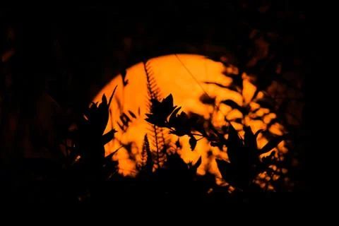 Plants at night Stock Photos