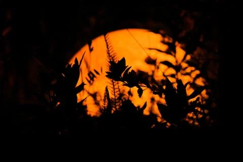 Plants at night Stock Photos