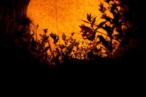 Plants at night Stock Photos