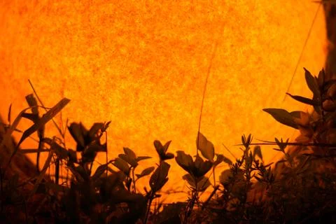 Plants at night Stock Photos
