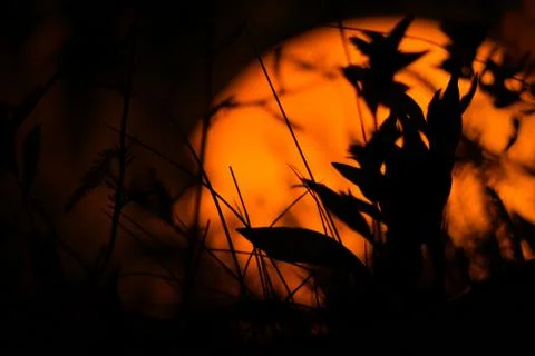 Plants at night Stock Photos