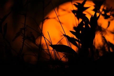 Plants at night Stock Photos