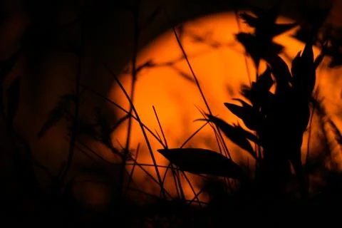 Plants at night Stock Photos