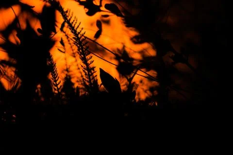 Plants at night Stock Photos
