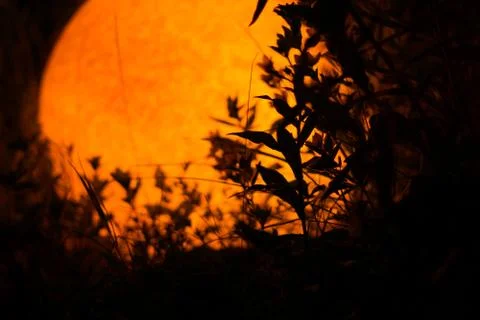 Plants at night Stock Photos