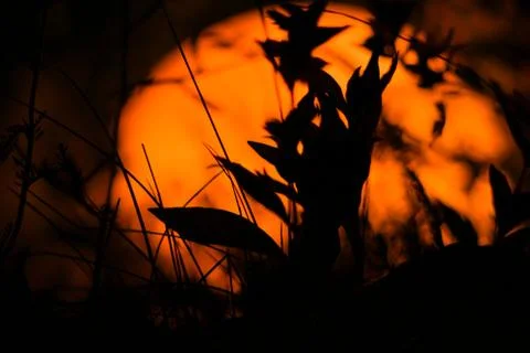 Plants at night Stock Photos