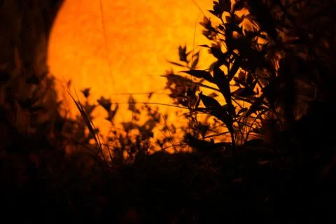 Plants at night Stock Photos