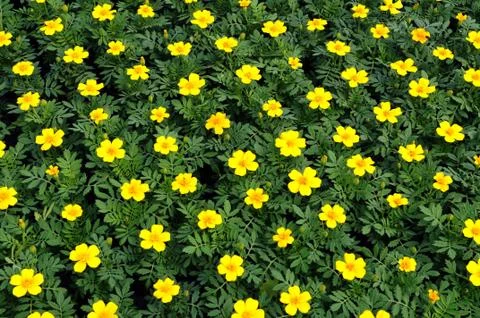 Plants in a nursery Stock Photos