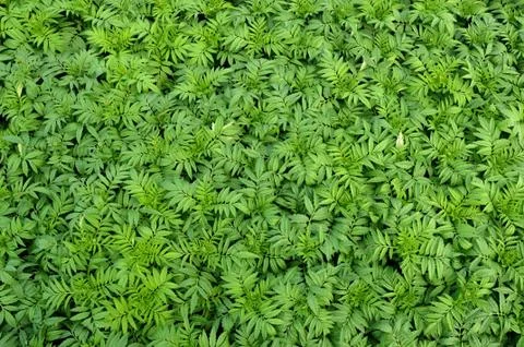 Plants in a nursery Stock Photos