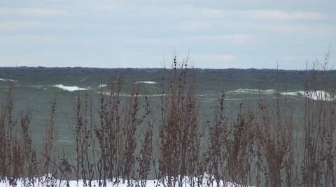 Plants With Ocean Background, Wintertime Vidéo 959415