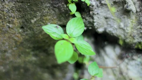 Plants with Old Stones Stock Footage 237587970