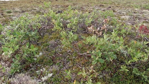 Plants in an open field Stock Footage 81832375