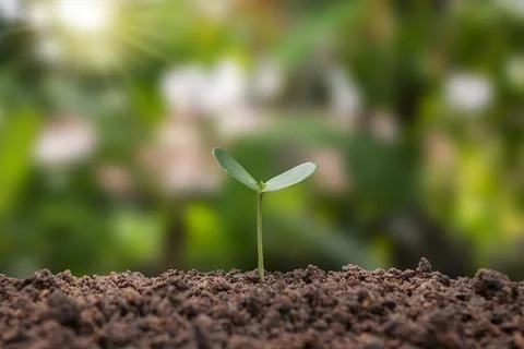 Plants or trees growing from the soil on green blurred nature background. e.. Stock Photos