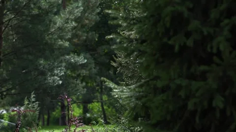 Plants in the park after rain Stock Footage 319896784