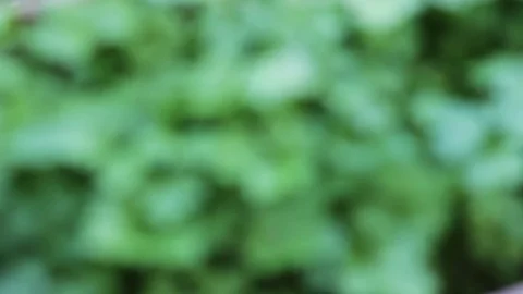 Plants of parsley Stock Footage 74801715
