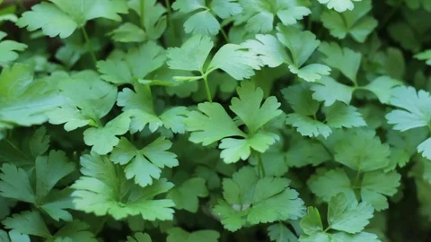 Plants of parsley Stock Footage 74801719