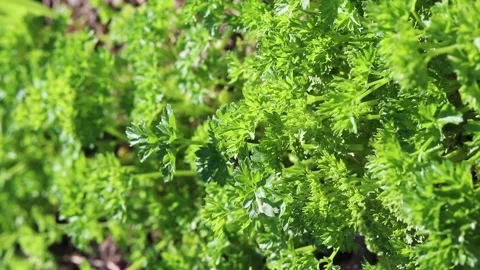 Plants of parsley. Stock Footage 157627715