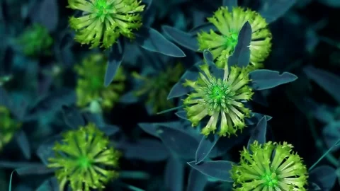 Plants pattern exotic tinted in trendy green Leprechaun, Harbour Blue Stock Footage 201485231
