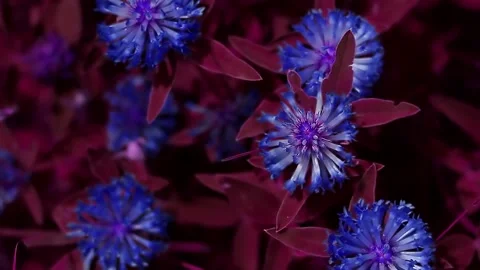 Plants pattern exotic tinted in trendy blue and Viva Magenta Stock Footage 211419784