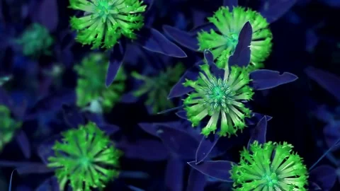 Plants pattern exotic tinted in trendy blue and mint green Stock Footage 220735010
