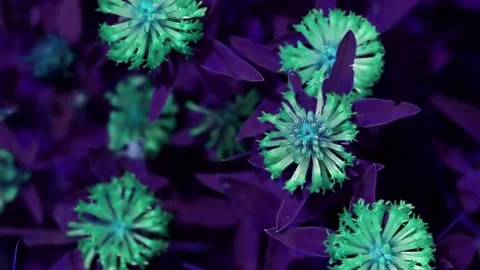 Plants pattern exotic tinted in trendy fantastic purple and mint  green. Stock Footage 221925793