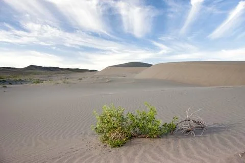 Plants on the patterned sand under a partly cloudy sky at the Bruneau Sand Du Stock Photos