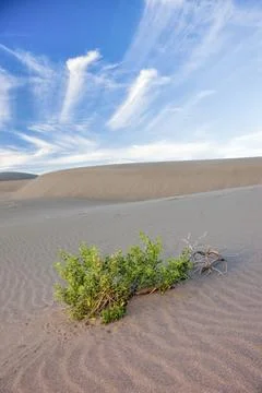 Plants on the patterned sand under a partly cloudy sky at the Bruneau Sand Du Stock Photos