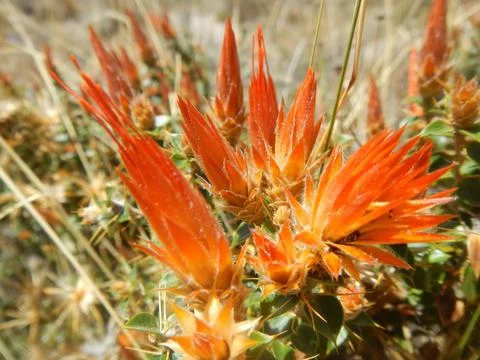 Plants of Peru Stock Photos