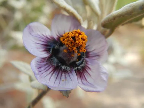 Plants of Peru Stock Photos