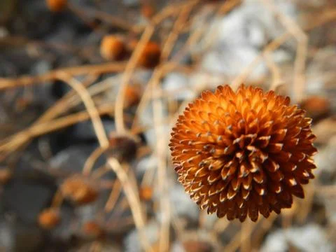 Plants of Peru Stock Photos
