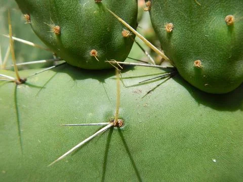 Plants of Peru Stock Photos