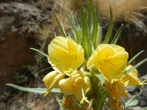 Plants of Peru Stock Photos