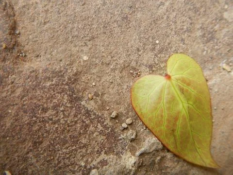 Plants of Peru Stock Photos