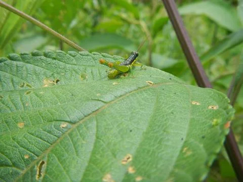 Plants of Peru Stock Photos