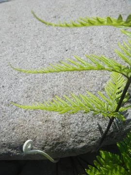 Plants of Peru Stock Photos