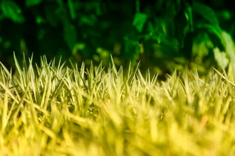 Plants Stock Photos