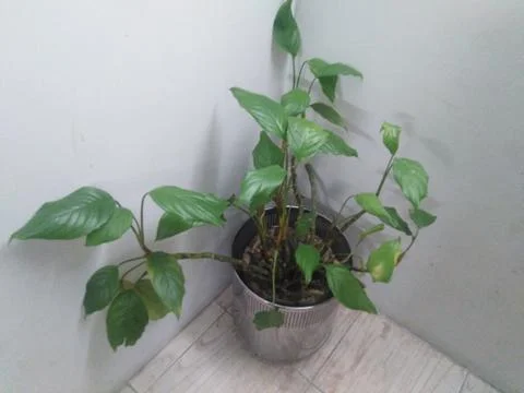 Plants  Stock Photos