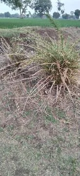 Plants Fotos de archivo