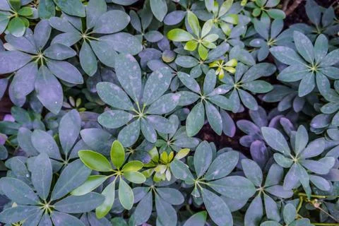 Plants Stock Photos